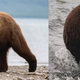 Illustration for article titled Rejoice, the Great Fat Bear Competition Has Begunem/em
